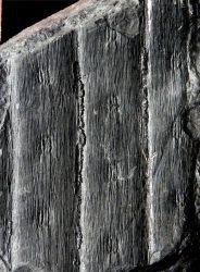 Syringodendron